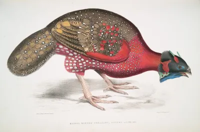 Bengal Horned Pheasant Satyra Lathami