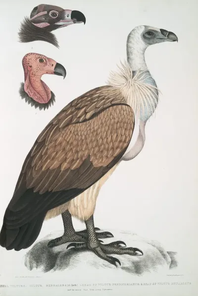 Bengal Vulture Vultur Bengalensis 1 Head Of Vultur Pondicherianus 2 Head Of Vultur Monarchus Monachus
