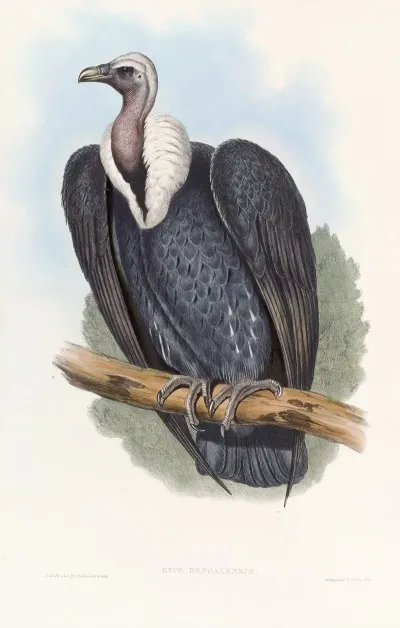 Bengal Vulture