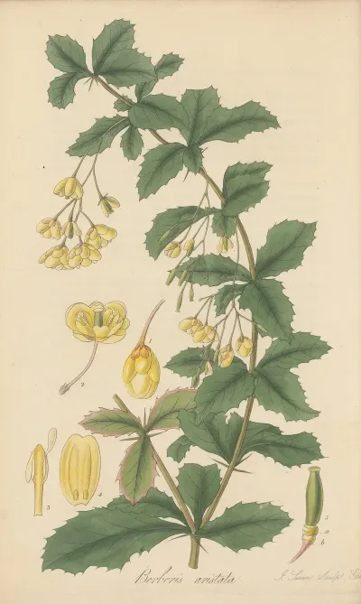 Berberis Aristata