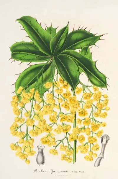Berberis Jamesonii