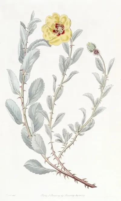 Berberry Leaved Lowea