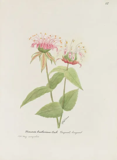 Bergamot Lungwort