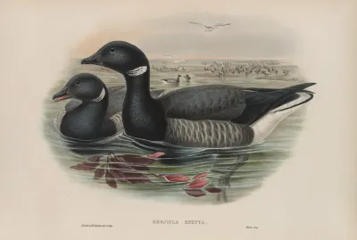 Bernicla Brenta Brent Goose