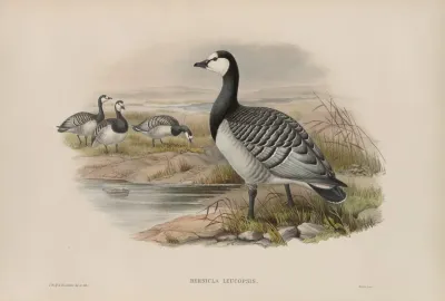 Bernicla Leucopsis