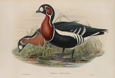Bernicla Ruficollis Red Breasted Goose