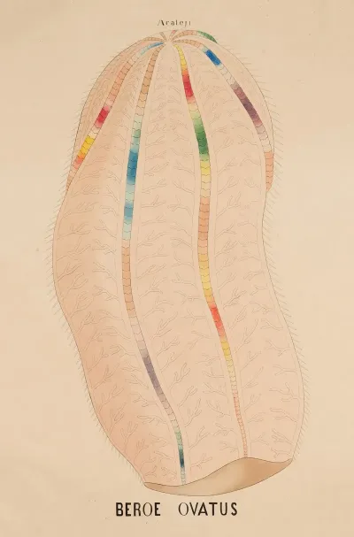 Beroe Ovatus