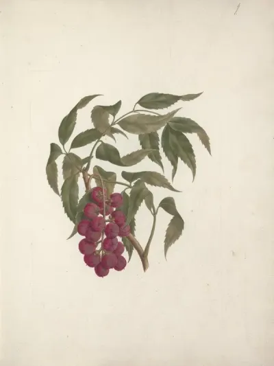 Bersame Abyssinica Fresen