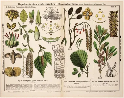 Betula Verrucosa Alnus Glutinosa Myrica Gale Ruwe Berk Zwarte Els Gagel