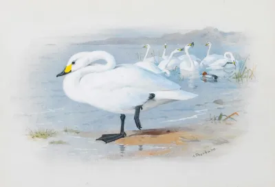 Bewicks Swan