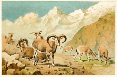 Bharal