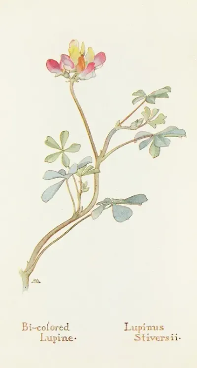 Bi Colored Lupine