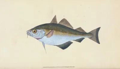 Bib Gadus Luscus