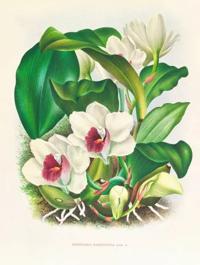 Bifrenaria Harrisoniae