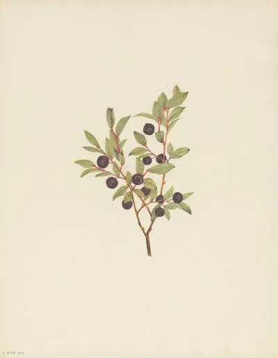 Big Whortleberry Vaccinium Membranaceum 2