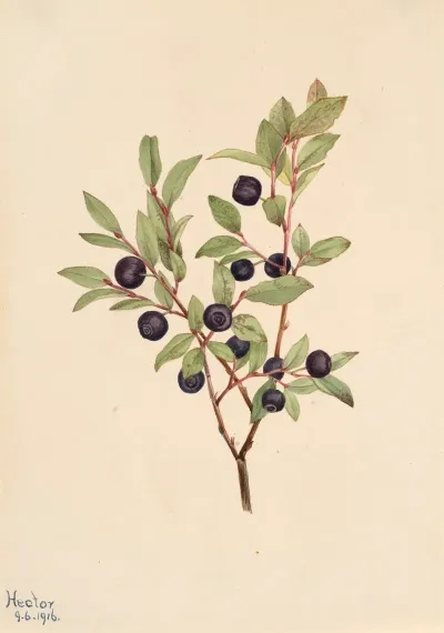 Big Whortleberry Vaccinium Membranaceum