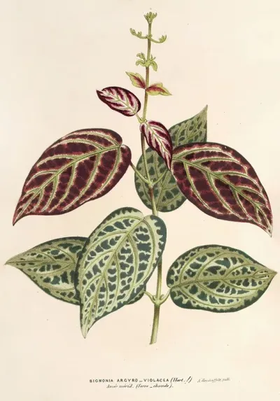 Bignonia Argyreo Violascens