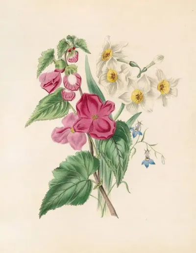 Bignonia Martiana Narcissus And Blue Lobelia