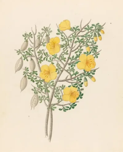 Bignoniae Nova Specie Rhigozum Obovatum