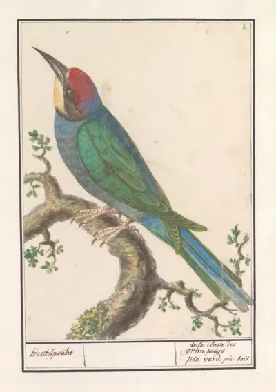 Bijeneter Merops Apiaster 2