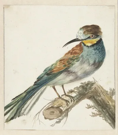 Bijeneter Merops Apiaster