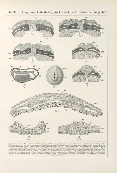 Bildung Von Leibeshohle Ruckenmark Und Chorda Bei Amphibien