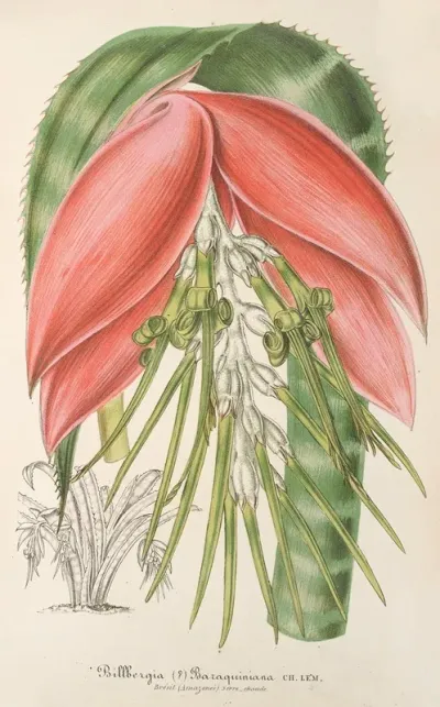 Billbergia Baraquiniana