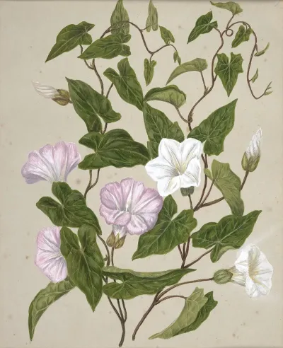 Bindweed Pohu