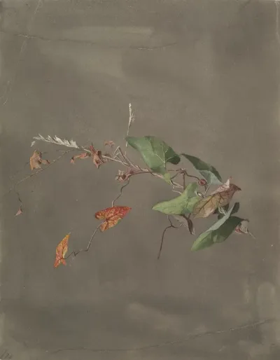 Bindweed
