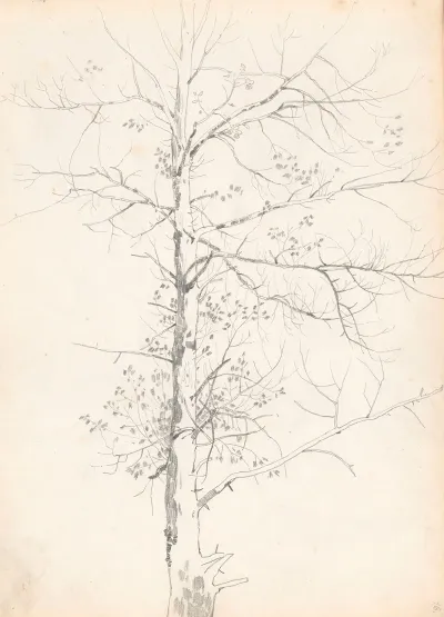 Birch 2