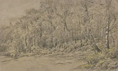 Birch Trees At The Edge Of The Forest 2