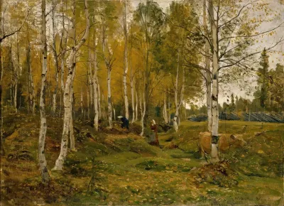 Birch Trees In Autumn 2