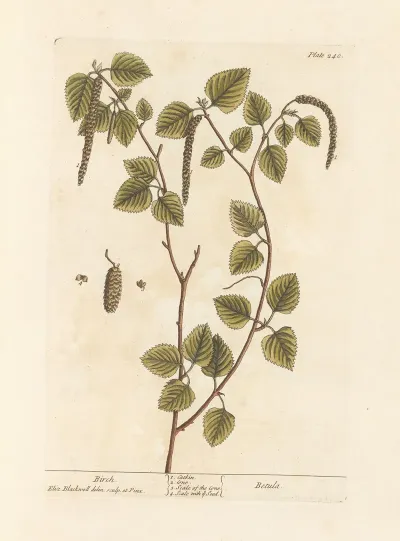 Birch