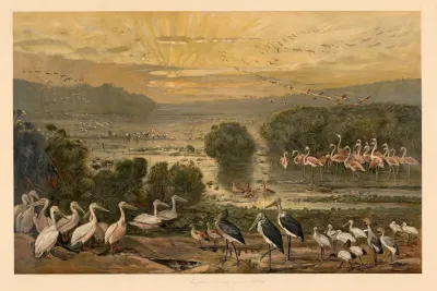 Bird Life On The Upper Nile