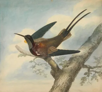 Bird Of Paradise