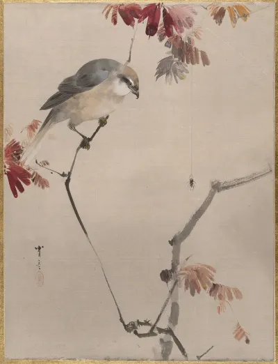 Bird On Branch Watching Spider