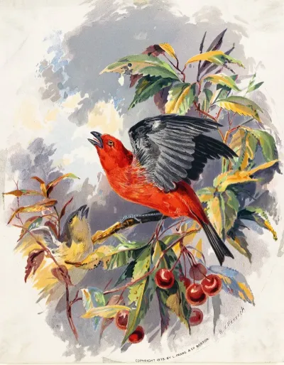 Birds Ii