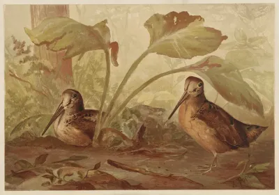 Birds In The Woods