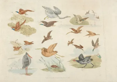 Birds Of Fowling