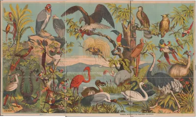 Birds Of Paradise 2