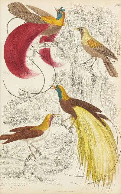 Birds Of Paradise 3