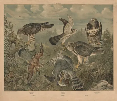Birds Of Prey