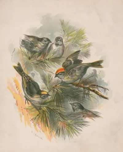 Birds On Pine Boughs