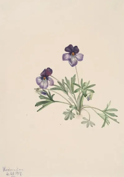 Birdsfoot Violet Viola Pedata 2