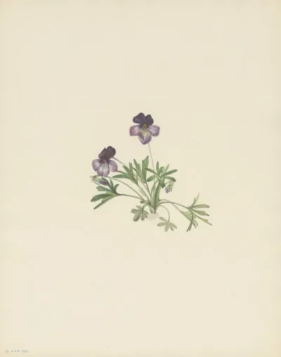 Birdsfoot Violet Viola Pedata 3
