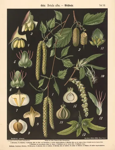 Birke Betula Alba