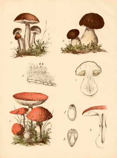 Birkenpilz Steinpilz