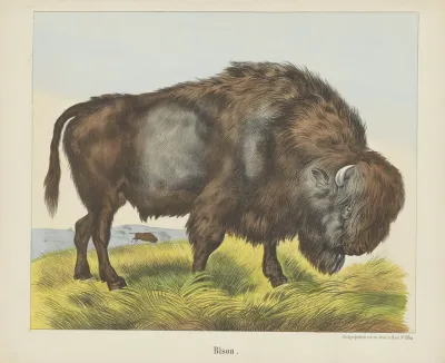 Bison 3