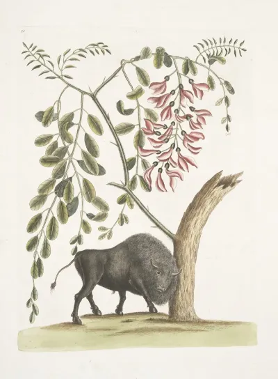 Bison Americanus Pseudo Acacia Hispida Floribus Roseis