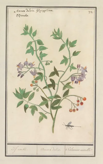 Bitterzoet Solanum Dulcamara Elf Ranke Amara Dulcis Solanum Niorelle